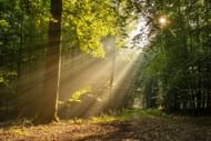 Sunlight exposure for anxiety. (Image via Unsplash/ Michael Held)